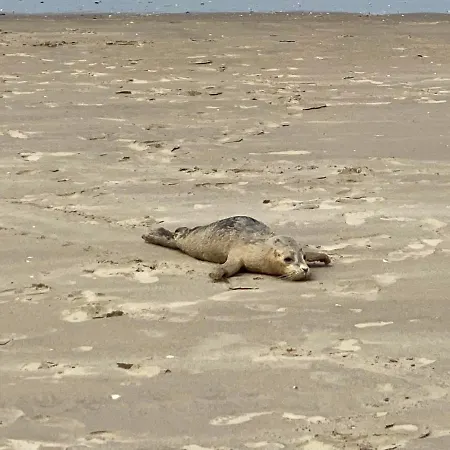 Bergh & Duin - Lakens, Elektriciteit En Water Inbegrepen Ferienhaus De Panne