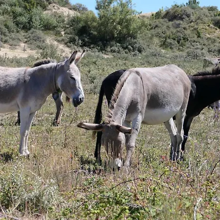 Ferienhaus Bergh & Duin - Lakens, Elektriciteit En Water Inbegrepen *